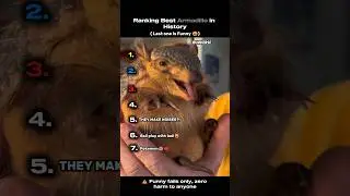 Ranking Best Armadillo in History