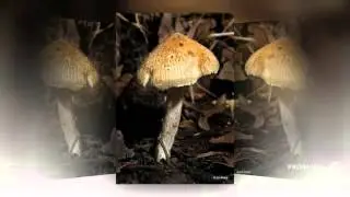 Inocybe fastigiata - fungi kingdom