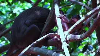 #forestwhispers #monkey #animals #naturetranquility #wildlife #babyanimal #cute