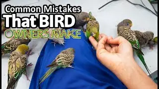 Common Mistakes That BIRD OWNERS MAKE New Bird Breeders | Do not do these if your Birds are Breeding