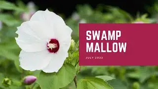 Swamp Mallow | Plant of the Month