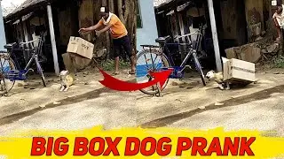 Bigbox vs prank dog very funny-must watch funny comedy  new prank  with try to  stop laugh