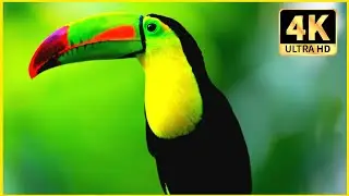 Most Beautiful Birds 4K ULTRA HD (60 FPS)