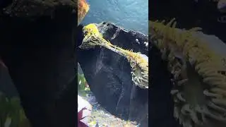 Aggregating Anemones Splitting (and photo bombing Shiner Perch)