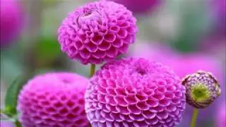 Dahlia flower (HD1080p)