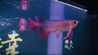 TRACY特瑞斯殺手 鳳凰-血龍看這條魚在每個動作上 都非常的漂亮，並且有著浮誇的七大鰭。 #TRACY特瑞斯鳳凰殺手F3#樂魚愉人水族台南龍魚專賣 #tracy特瑞斯 #樂魚愉人水族 #紅龍魚