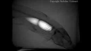 X-ray video of ommon carp suction feeding