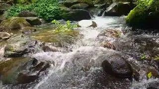 The soothing sound of a rocky stream in the forest to relieve stress and guide you to a deep sleep