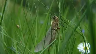 Birth of a dragonfly (Cordulia aenea)