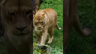 Safari lion # #strong #subscribe # GT_Fact_