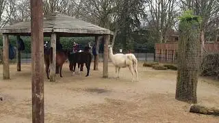 OMG That's Not A Llama #shorts​