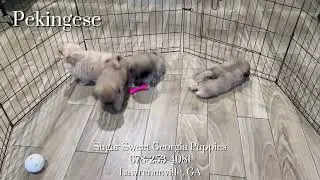 Pekingese Puppies For Sale Lawrenceville, GA #forsale
