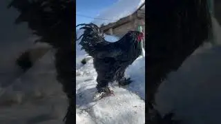 Deurbanization. Black brahma. Чёрная брама.
