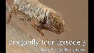 Dragonfly Tour Ep3 - Hairy Dragonfly Nymphs