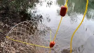 Short sharp crayfishing session
