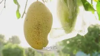 R&eacute;volution Verte Africaine : Le Projet &laquo; Une Maison, Un Arbre Fruitier &raquo; D&eacute;marre. (2025)