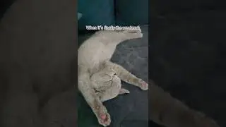 We made it😽 #britishshorthair #funny #catvideos #cat #shorts