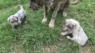 Big puppies getting know smaller puppies- Designer Dogs 🐶