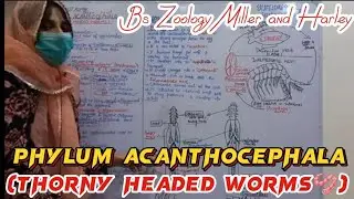 Phylum Acanthocephala || Thorny headed worms || Life Cycle of Acanthocephala || Bsc zoology
