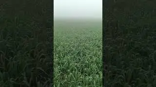 IV-3 Wheat Variety | High Yielding varieties | Rust Resistant Excellent tillers | Booting stage 