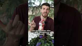 Come CONCIMARE le piante sul BALCONE!❤️🪴 #ad #ortosulbalcone #fiori #concime #piantearomatiche