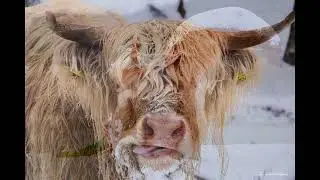 TRUDY WINTERTIJD.FOTO,S VAN STADSKANAAL SCHOTSE HOOGLANDERS 5-1-2026