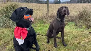 12 Dog Walks of Christmas | Walk 12 | Scotland | #dogs #dogwalk #live 