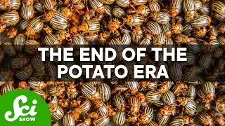 The Potato Famine Could Happen Again