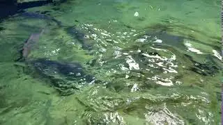 Wholesale Pompano Game Fish