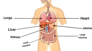 Human Body Organs | Functions Explained with Animation