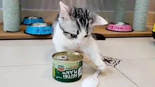 Kitten reaction when wants to opening a box of cat food was too cute