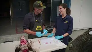 Hunter's Guide: How to Submit Tissue Samples for CWD Testing