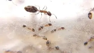 Суперколония Monomorium floricola