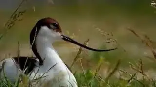 Avocet Mother protect eggs from Wind - Amazing Videos | Wild Wonders