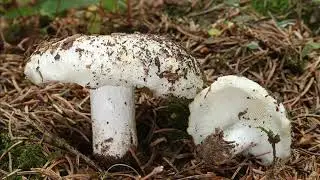 Russula delica