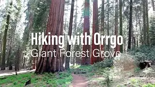 Giant Forest Grove Hike - Sequoia National Park - June 2022