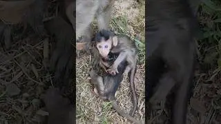 Happy funny playful attractive excited baby monkey JOLAN #shortvideo #shorts #viral #cute