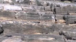 Flinders Chase National Park Fur Seals Kangaroo Island South Australia