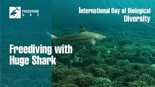 A Journey with Shark on Dibba Rock in UAE - Celebrating International Day of Biological Diversity