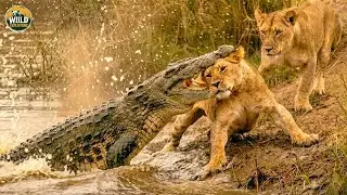 Wild Animals: Predators Hunting Baby Animals in Harsh Wildlife
