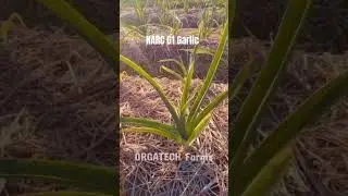 G1 Garlic Pakistan | NARC G1 Garlic Seed 2023 G1 Garlic Crop    | Orgatech Farms Khanewal #g1garlic
