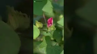 Effective weed & insect control in paddy🌾 || Signova Black Dog #farmertestimonial #farming #ytshorts