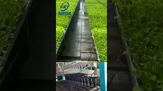 🌶️Seedling nursery machine with fully automatic function!#Seedlings #Planter #seeder #nursery #plug