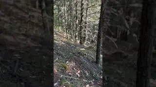 #foresthike #nature #explore
