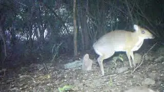 Rediscovered Miniature 'Deer' Tiptoeing in Vietnam's Coastal Forests