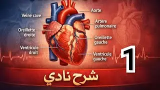 Cours cardiovasculaire  شرح مبسط 