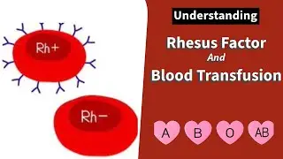 Rhesus Factor And Blood Transfusion