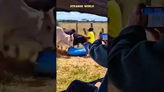 Raging Cow Attacks Its Owner