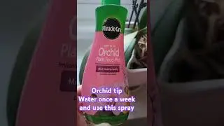 orchid tip... Water once a week and use this miracle grow spray