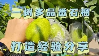 一树多品番石榴打造经验分享，自己动手也能操作！一起来学习吧！ #园艺技巧 #盆栽番石榴 #盆栽水果